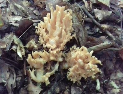 Clavulina coralloides