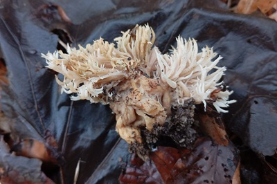 clavulina-coralloides2