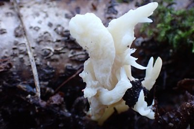 Clavulina rugosa