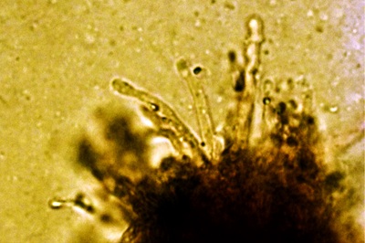 climacodon-pulcherrimus12
