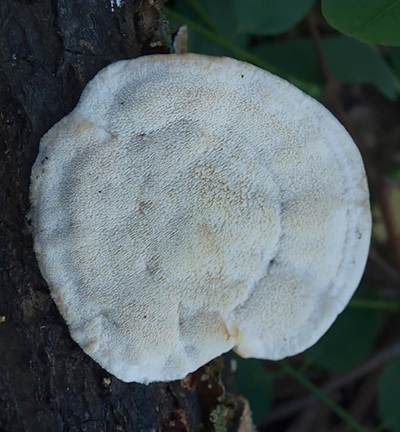 climacodon-pulcherrimus7