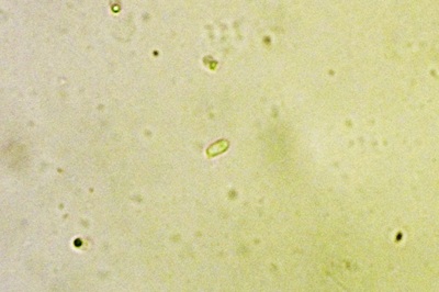 climacodon-pulcherrimus9