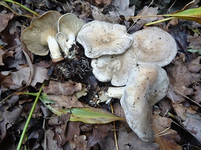 Clitocella popinalis