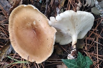 Clitocybe costata