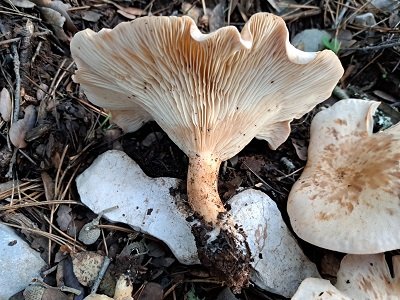 clitocybe-costata