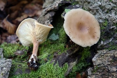 Clitocybe diosma