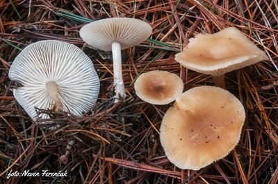 Clitocybe fragrans