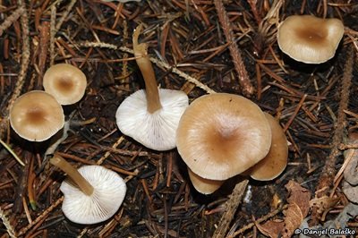 clitocybe-fragrans