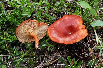 Clitocybe glareosa