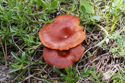 clitocybe-glareosa1