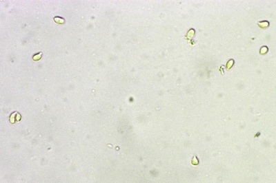 clitocybe-glareosa2