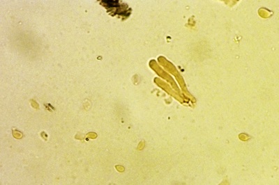 clitocybe-glareosa3