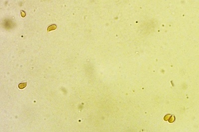 clitocybe-glareosa4
