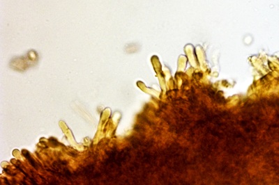 clitocybe-glareosa5