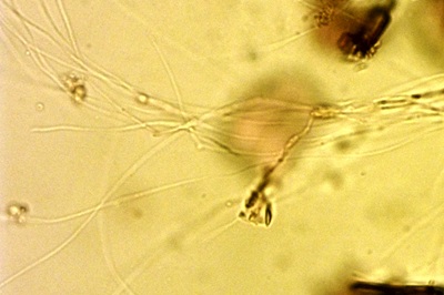 clitocybe-glareosa7
