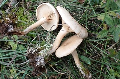 Clitocybe phyllophila