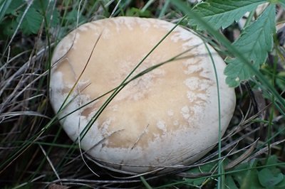 clitocybe-phyllophila