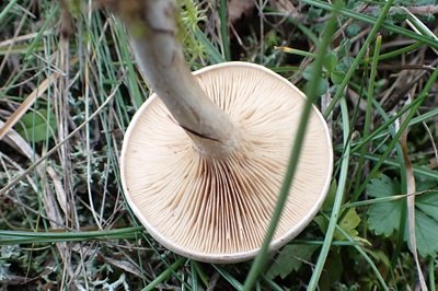 clitocybe-phyllophila