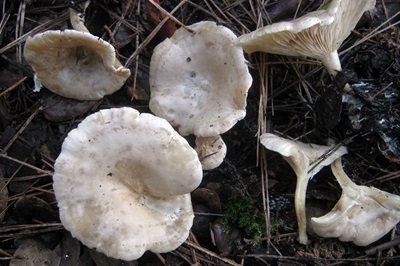 clitocybe-phyllophila