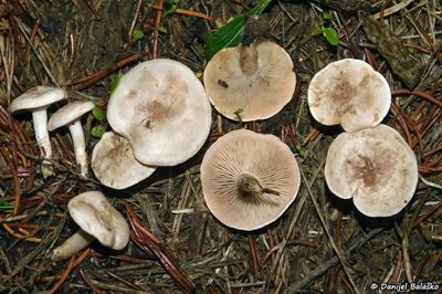 clitocybe-phyllophila