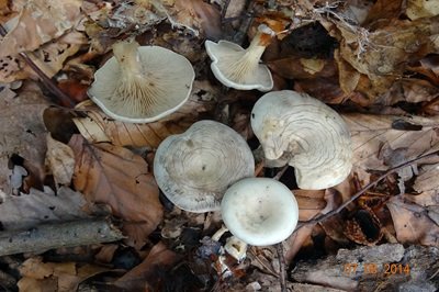 Clitocybe rivulosa