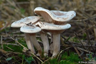 clitocybe-rivulosa