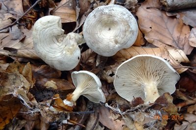 clitocybe-rivulosa