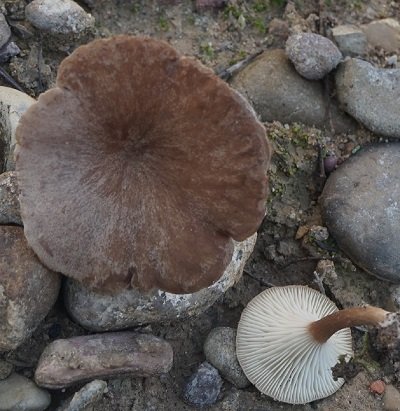 Clitocybe squamulosa