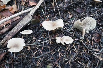 Clitocybe vibecina