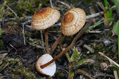 Collybia zonata