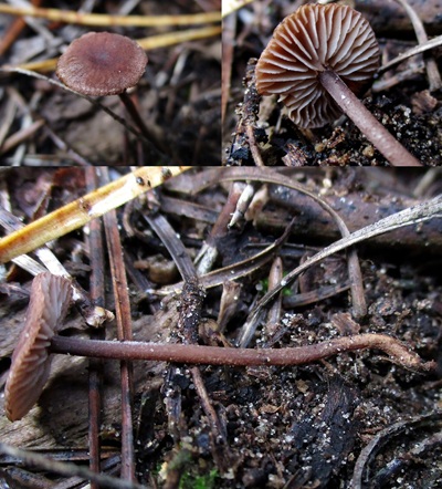 Collybiopsis obscuroides