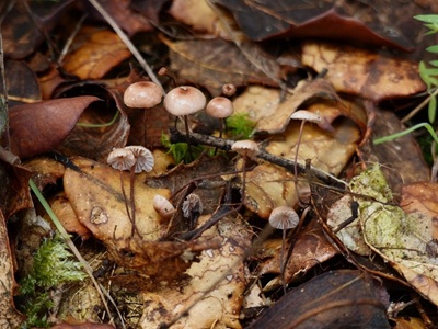 Collybiopsis quercophila