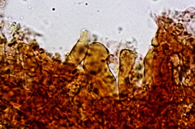 collybiopsis-ramealis11
