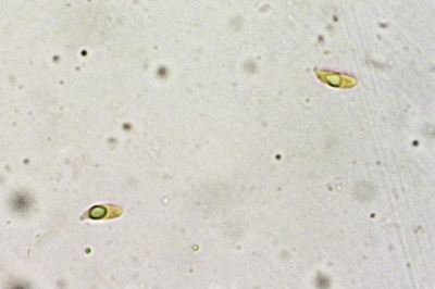 collybiopsis-ramealis5