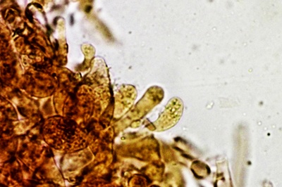 collybiopsis-ramealis8