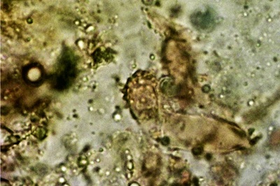 collybiopsis-ramealis9