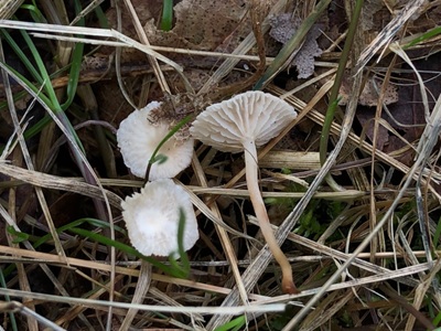 Collybiopsis vaillantii