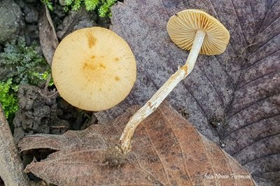 Conocybe arrhenii