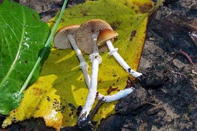 Conocybe rugosa