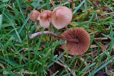 Conocybe semiglobata