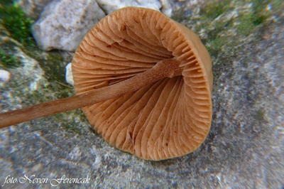 conocybe-semiglobata1