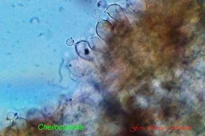 conocybe-semiglobata10