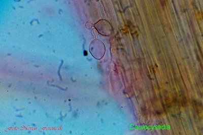 conocybe-semiglobata11