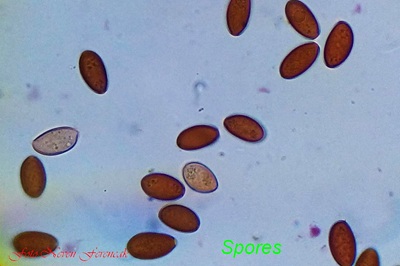 conocybe-semiglobata9