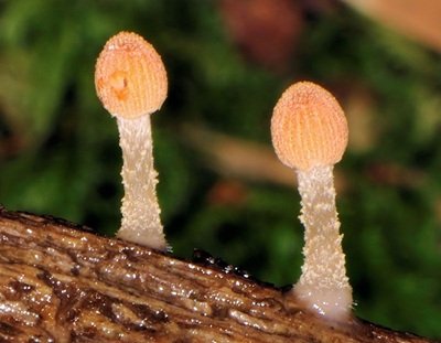 Coprinellus dilectus