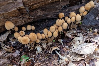 Coprinellus domesticus