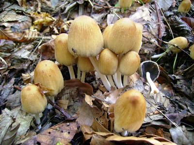 coprinellus-domesticus