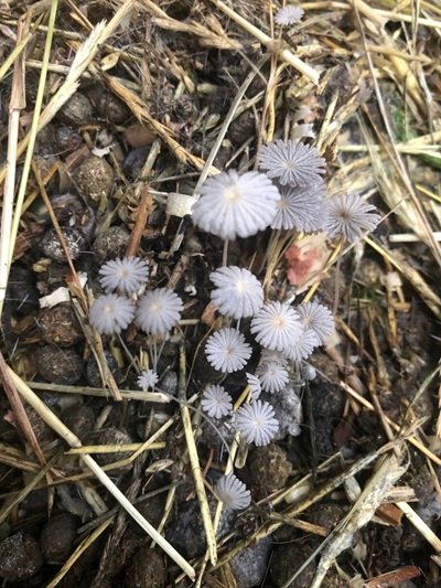 Coprinellus heptemerus