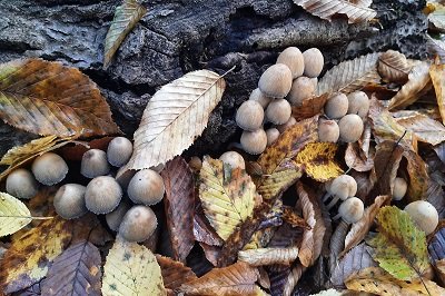 Coprinellus micaceus