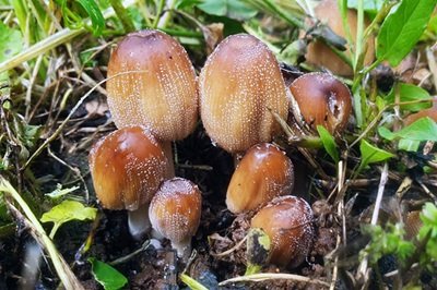 coprinellus-micaceus